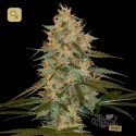 Chocolope Kush