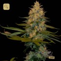 Exodus Kush