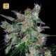 60 Day Lemon Auto · DNA Genetics