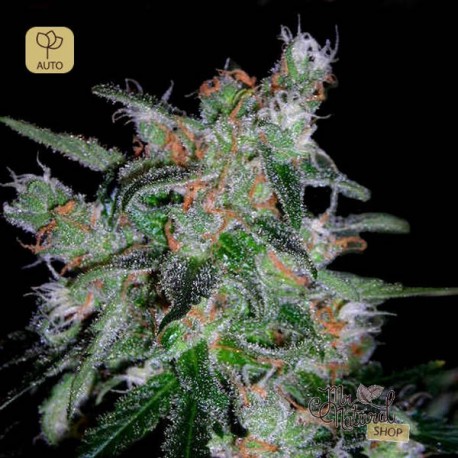 60 Day Lemon Auto · DNA Genetics