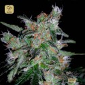 60 Day Lemon Auto