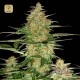 60 Day Wonder Auto · DNA Genetics