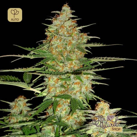 60 Day Wonder Auto · DNA Genetics
