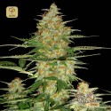 60 Day Wonder Auto