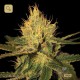 Cannalope Haze · DNA Genetics