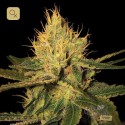 Cannalope Haze
