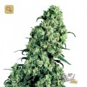 Skunk 1