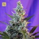 Sweet Skunk F1 Fast Version · Sweet Seeds