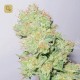 Y Griega CBD · Medical Seeds