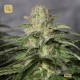 OG Kush CBD