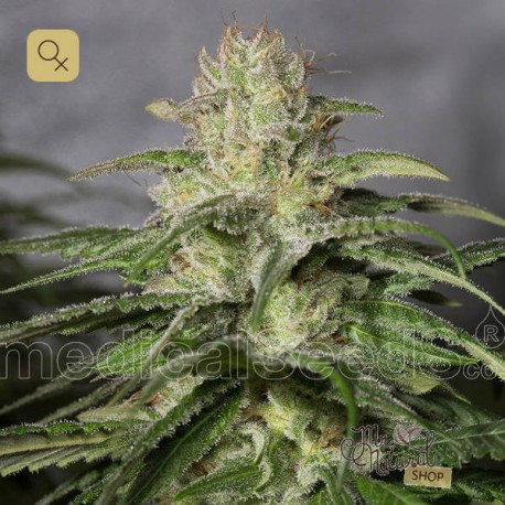 OG Kush CBD