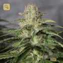 OG Kush CBD