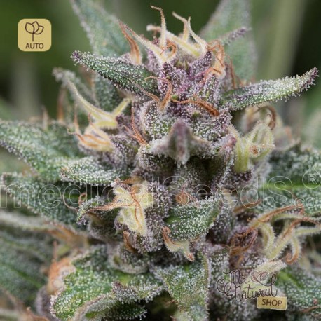 Blue Hell Auto