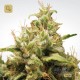 Opium · Paradise Seeds