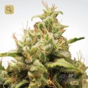 Opium