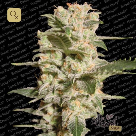 Belladonna · Paradise Seeds
