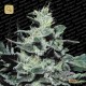 Nebula Fem · Paradise Seeds