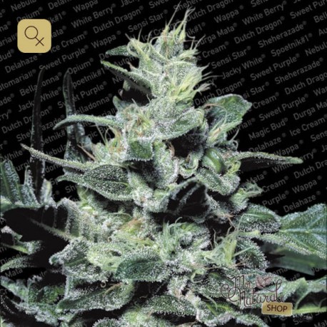 Nebula Fem · Paradise Seeds