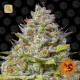 Blue Gelato 41 · Barney´s Farm