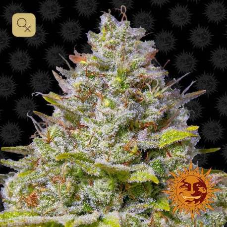 Blue Gelato 41 · Barney´s Farm