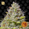 Blue Gelato 41