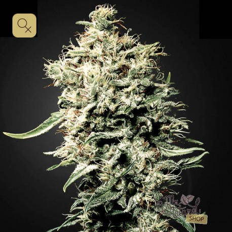 White Rhino · Green House