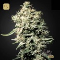 White Rhino