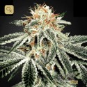 White Widow Feminizada