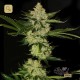 Underdawg OG · T.H.Seeds