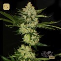 Underdawg OG