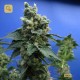 Sage`n Sour · T.H.Seeds