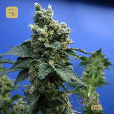 Sage`n Sour · T.H.Seeds