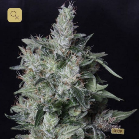 A-Train · T.H. Seeds