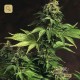 Akorn · T.H. Seeds