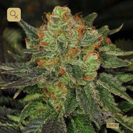 Bubblegum · T.H. Seeds