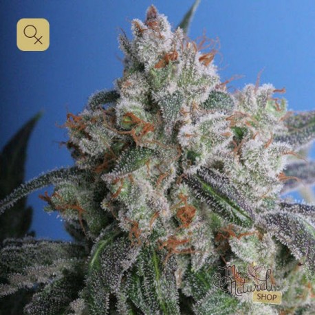 Burmese Kush · T.H.Seeds