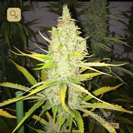Chicle Aka Bubbledawg · T.H. Seeds