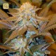 Critical HOG · T.H. Seeds