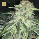 La S.A.G.E. CBD · T.H. Seeds