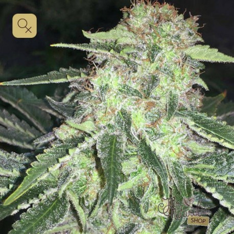 La S.A.G.E. CBD · T.H. Seeds