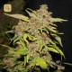 M.O.B · T.H. Seeds