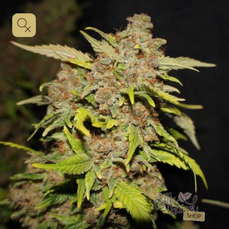 M.O.B · T.H. Seeds