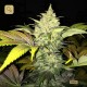 Roof 95 · T.H. Seeds