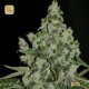 Ultra Sour Kush · T.H. Seeds
