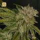 MK-Ultra Kush · T.H. Seeds