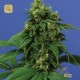 Wreckage · T.H. Seeds