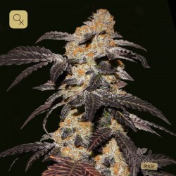 French Cookies · T.H. Seeds