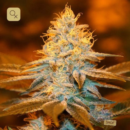 Strawberry Glue · T.H. Seeds