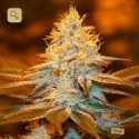 Strawberry Glue