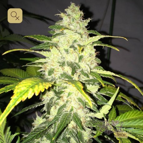 Chocolate Chunk · T.H. Seeds
